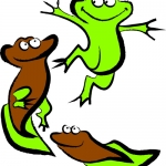 Groene Kikker Groene Kikker