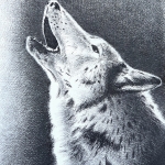 Howling Wolf In Profile Howling Wolf In Profile