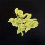 Yellow Wisteria Yellow Wisteria