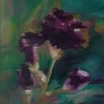Bearded Iris Bearded Iris