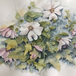 Lavatera Lavatera