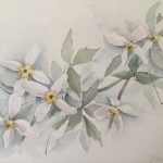 Clematis Clematis