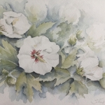 Hibiscus Hibiscus