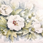 Hibiscus Hibiscus