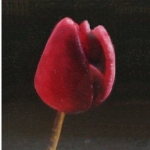 3 x tulp 3 x tulp