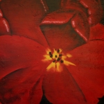 Macro tulp Macro tulp