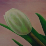 Witte tulp Witte tulp
