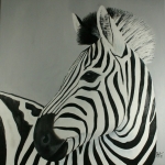 Zebra Zebra