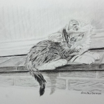 noorse boskat kitten noorse boskat kitten