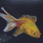 goudvis goudvis
