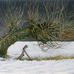 Oude knotwilg Oude knotwilg