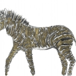 Cape Mountain Zebra Cape Mountain Zebra