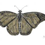 Monarch Vlinder Monarch Vlinder