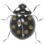 Beetle Beetle