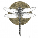 Dragonfly Dragonfly