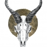 Springbok Springbok