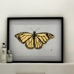 Monarch Vlinder Monarch Vlinder