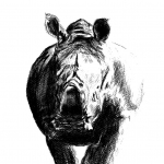 Rhino Rhino