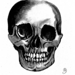 Skull Skull