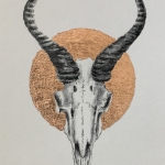 Springbok Springbok