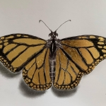 Monarch Monarch