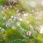 Dew I Dew I
