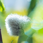Catkin Catkin