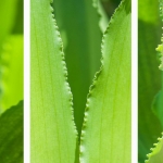 Drieluik Eucomis Drieluik Eucomis