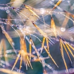 Stipa gigantea Stipa gigantea