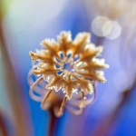 Papaver somniferum 2 Papaver somniferum 2