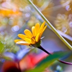 Helianthus Helianthus