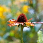 Echinacea Echinacea