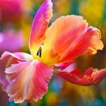 Tulipe Tulipe
