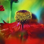 Helenium Helenium