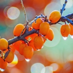 Hippophae Hippophae