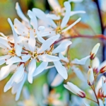 Amelanchier Amelanchier