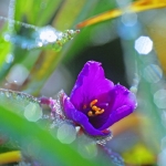 Tradescantia Tradescantia