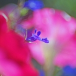 Lobelia Lobelia