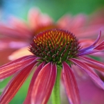 Echinacea II Echinacea II