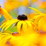 Rudbeckia Rudbeckia