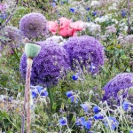 'Gobelin' met Alliums 'Gobelin' met Alliums