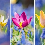 Lente in de lucht Lente in de lucht