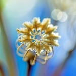 Papaver somniferum 2 Papaver somniferum 2