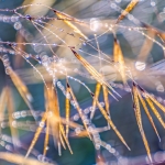 Stipa gigantea Stipa gigantea