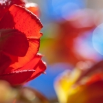 Tulp II Tulp II