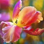 Tulp Tulp
