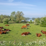 Land van Maas en Waal Land van Maas en Waal