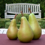 Peren Peren