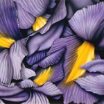 Irissen 268 Irissen 268