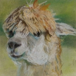 alpaca alpaca
